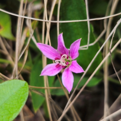 Schelhammera undulata (Lilac Lily) at Monga, NSW - 2 Jan 2024 by Csteele4