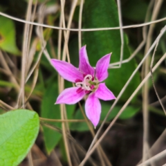 Schelhammera undulata (Lilac Lily) at Monga National Park - 2 Jan 2024 by Csteele4