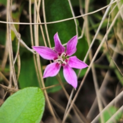 Schelhammera undulata at QPRC LGA - 2 Jan 2024