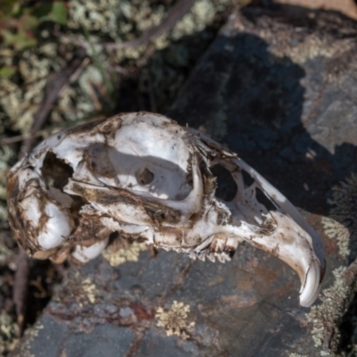 Oryctolagus cuniculus (European Rabbit) at Cotter River, ACT - 1 Jan 2024 by Cmperman