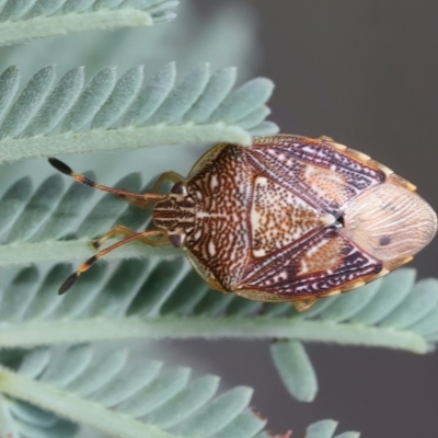 Anischys luteovarius (A shield bug) at Braidwood, NSW - 2 Jan 2024 by jb2602