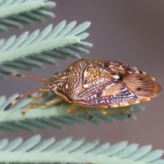 Anischys luteovarius at QPRC LGA - 2 Jan 2024