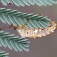 Anischys luteovarius at QPRC LGA - 2 Jan 2024