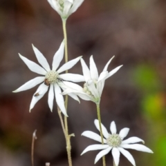 Actinotus helianthi (Flannel Flower) at Mittagong - 2 Jan 2024 by Aussiegall