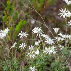 Actinotus helianthi at Wingecarribee Local Government Area - 2 Jan 2024