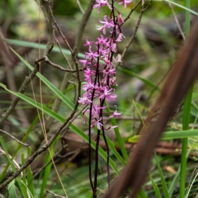 Dipodium roseum (Rosy Hyacinth Orchid) at Mittagong - 2 Jan 2024 by Aussiegall