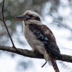 Dacelo novaeguineae (Laughing Kookaburra) at Iron Mines Creek Botanical Artists - 2 Jan 2024 by Aussiegall