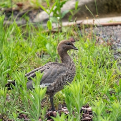 Chenonetta jubata (Australian Wood Duck) at Iron Mines Creek Botanical Artists - 2 Jan 2024 by Aussiegall