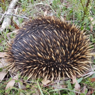 Tachyglossus aculeatus (Short-beaked Echidna) at Wingecarribee Local Government Area - 1 Jan 2024 by Aussiegall
