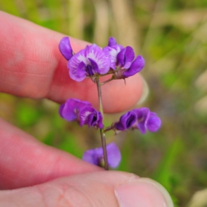 Glycine microphylla at QPRC LGA - 2 Jan 2024 03:46 PM