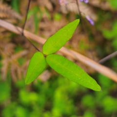 Glycine microphylla at QPRC LGA - 2 Jan 2024