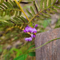 Glycine microphylla at QPRC LGA - 2 Jan 2024