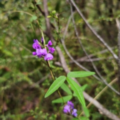 Glycine microphylla at QPRC LGA - 2 Jan 2024 03:46 PM