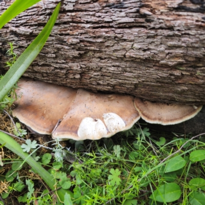 Laetiporus portentosus (White Punk) at Monga, NSW - 2 Jan 2024 by Csteele4