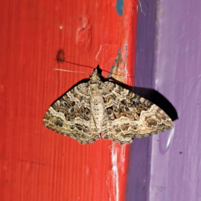 Xanthorhoe vacuaria (Vacuaria Carpet) at Captains Flat, NSW - 2 Jan 2024 by Csteele4