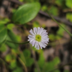 Lagenophora stipitata (Common Lagenophora) at Monga National Park - 2 Jan 2024 by Csteele4