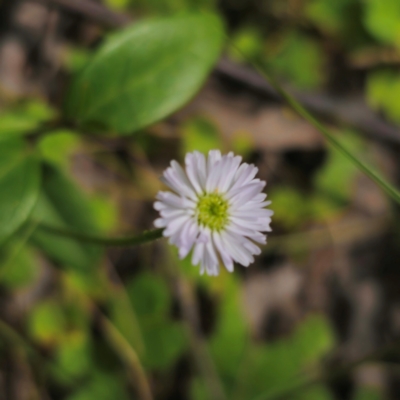 Lagenophora stipitata (Common Lagenophora) at Monga, NSW - 2 Jan 2024 by Csteele4