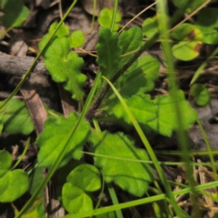 Lagenophora stipitata at QPRC LGA - 2 Jan 2024