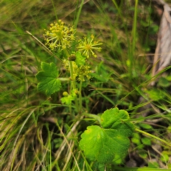 Hydrocotyle laxiflora (Stinking Pennywort) at Reidsdale, NSW - 2 Jan 2024 by Csteele4