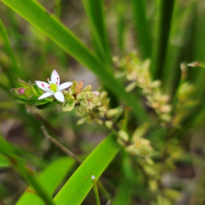 Rhytidosporum procumbens (White Marianth) at QPRC LGA - 2 Jan 2024 by Csteele4