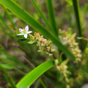 Rhytidosporum procumbens at Monga National Park - 2 Jan 2024