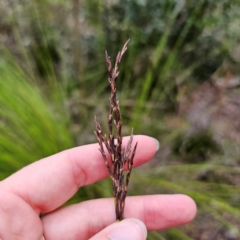 Lepidosperma urophorum (Tailed Rapier-sedge) at QPRC LGA - 2 Jan 2024 by Csteele4