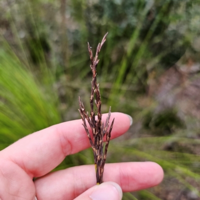 Lepidosperma urophorum (Tailed Rapier-sedge) at Monga National Park - 2 Jan 2024 by Csteele4