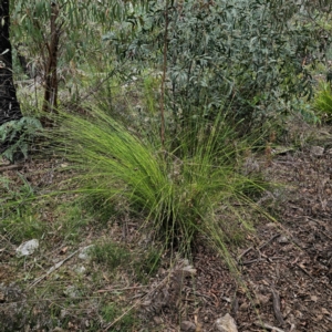 Lepidosperma urophorum at QPRC LGA - 2 Jan 2024