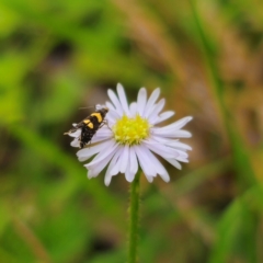 Glyphipterix chrysoplanetis at QPRC LGA - 2 Jan 2024