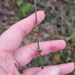 Amperea xiphoclada (Broom Spurge) at QPRC LGA - 2 Jan 2024 by Csteele4