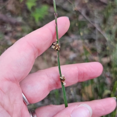 Amperea xiphoclada (Broom Spurge) at QPRC LGA - 2 Jan 2024 by Csteele4