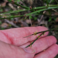 Amperea xiphoclada at Monga National Park - 2 Jan 2024