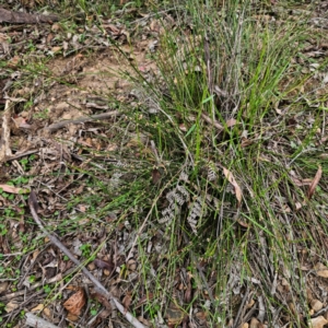 Amperea xiphoclada at Monga National Park - 2 Jan 2024