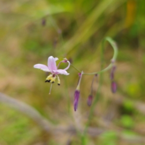 Arthropodium milleflorum at Monga National Park - 2 Jan 2024