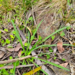 Arthropodium milleflorum at Monga National Park - 2 Jan 2024