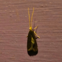 Lecithocera terrigena (Lecithocera terrigena) at Captains Flat, NSW - 2 Jan 2024 by Csteele4