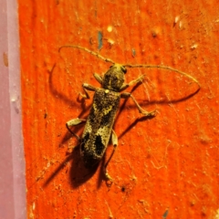 Phacodes personatus (Longhorn beetle) at Captains Flat, NSW - 2 Jan 2024 by Csteele4