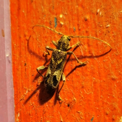 Phacodes personatus (Longhorn beetle) at QPRC LGA - 2 Jan 2024 by Csteele4