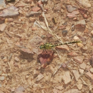 Austrogomphus guerini at Berridale, NSW - 30 Dec 2023