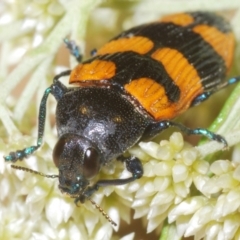 Castiarina thomsoni (A jewel beetle) at Nimmo, NSW - 30 Dec 2023 by Harrisi