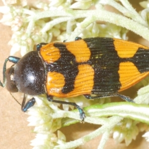 Castiarina thomsoni at Nimmo, NSW - 31 Dec 2023 12:23 AM