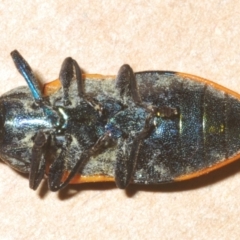 Castiarina thomsoni at Nimmo, NSW - 31 Dec 2023 12:23 AM