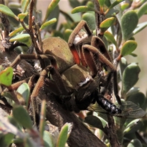 Neosparassus patellatus at Top Hut TSR - 11 Nov 2023 11:27 AM