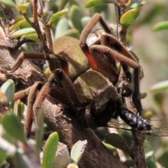 Neosparassus patellatus at Top Hut TSR - 11 Nov 2023 11:27 AM