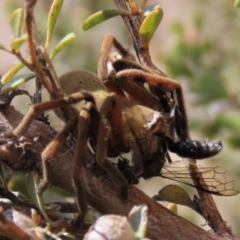 Neosparassus patellatus at Top Hut TSR - 11 Nov 2023 11:27 AM