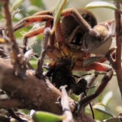 Neosparassus patellatus at Top Hut TSR - 11 Nov 2023 11:27 AM