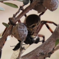 Neosparassus patellatus at Top Hut TSR - 11 Nov 2023 11:27 AM