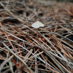 Cystolepiota sp. (Cystolepiota) at Tallaganda State Forest - 2 Jan 2024 by Csteele4