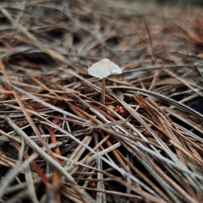 Cystolepiota sp. (Cystolepiota) at QPRC LGA - 2 Jan 2024 by Csteele4