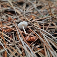 Cystolepiota sp. at suppressed - 2 Jan 2024